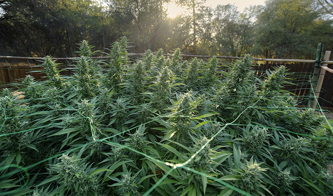 Guía completa para el cultivo de marihuana en exterior
