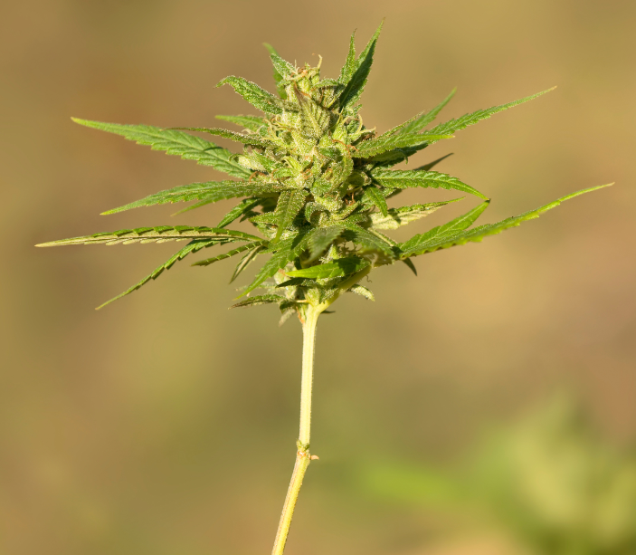 Plantas de cannabis marihuana