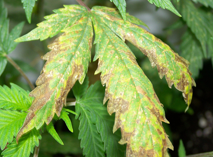 Deficiencia de potasio planta de cannabis