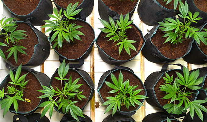 RECIPIENTES PARA PLANTAS cannabis