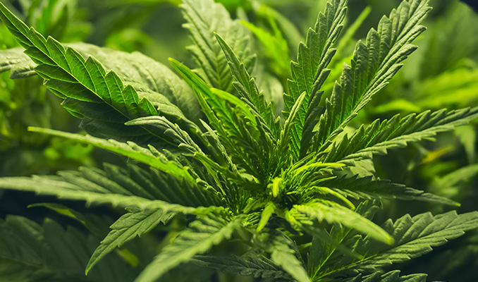 Top 10 de razones por las que tu planta de marihuana crece despacio