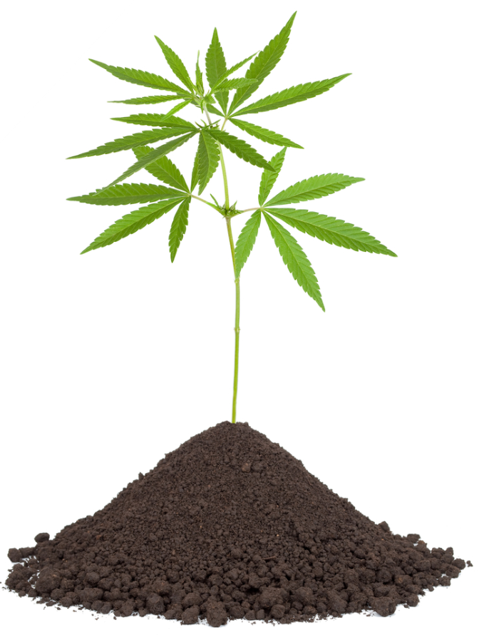 Crear el mejor suelo para su marihuana