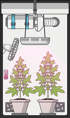 FLUJO DE AIRE Y CONTROL DE OLORES canabis cannabis