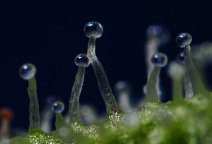 Cannabis tricomas transparentes