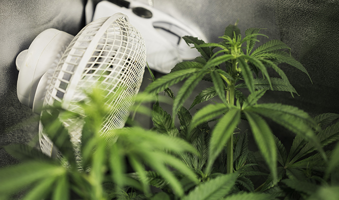La importancia de la circulación de aire para el cultivo de cannabis