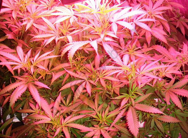 Plantas de cannabis Aeropónicos