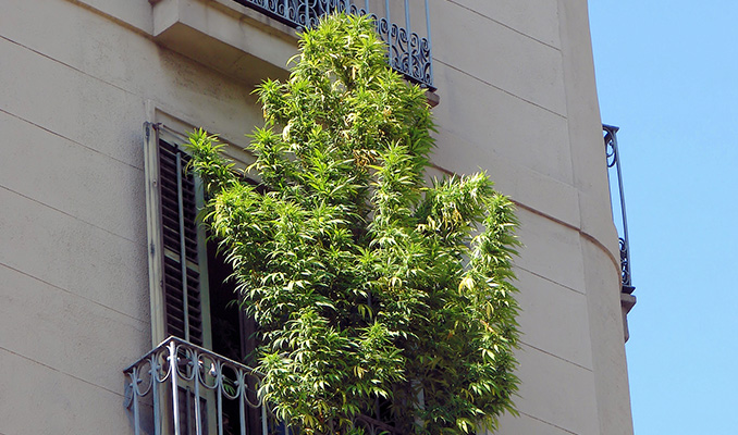 Cultivar marihuana en un balcón