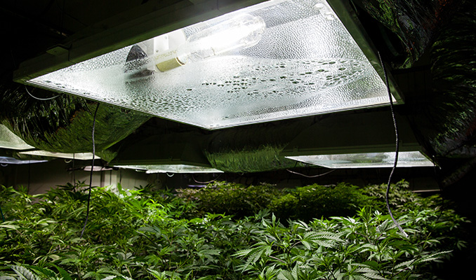 Cómo conseguir el mejor entorno para cultivar marihuana canabis