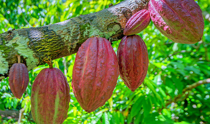 ÁRBOL DEL CACAO