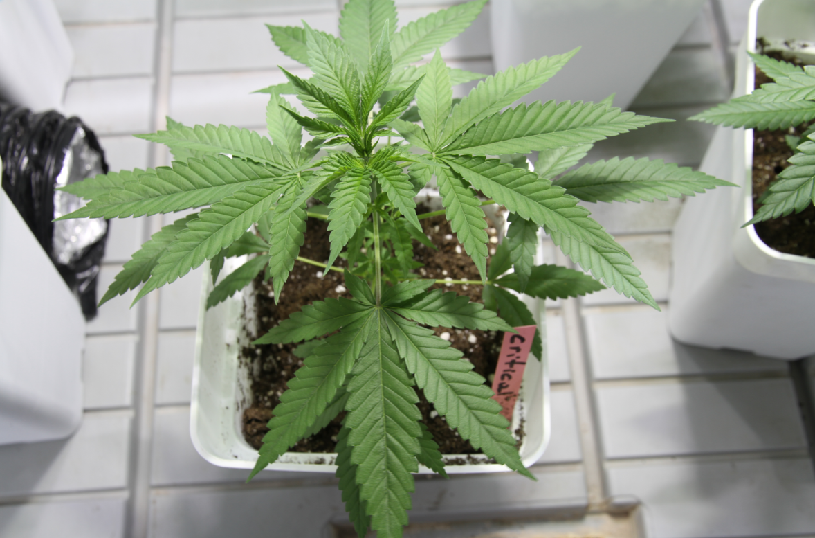 planta de cannabis orgullo crítica