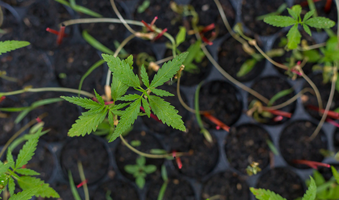 Cómo crear y conservar tus propias genéticas de cannabis