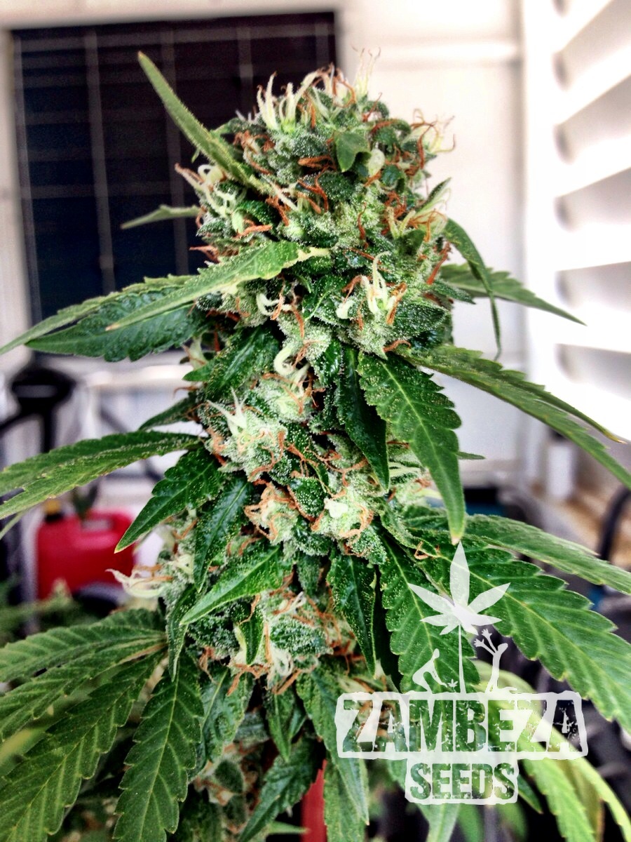 Blueberry Haze Semillas feminizadas de marihuana