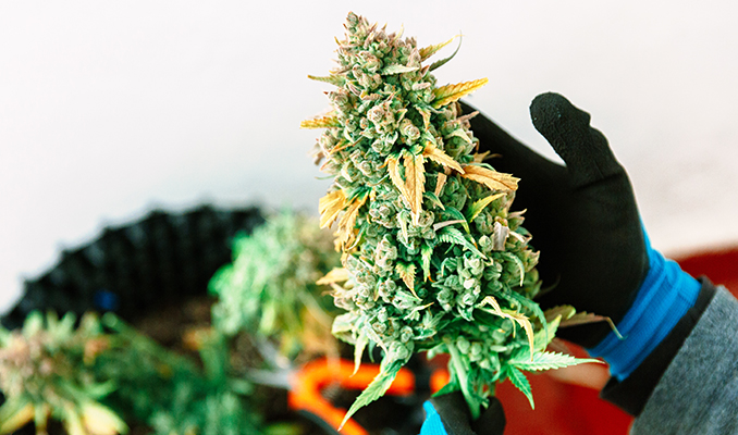 Las mejores formas de aumentar tu cosecha de marihuana