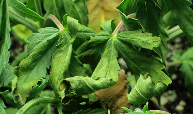 Causas de las hojas de cannabis secas y cómo prevenirlas