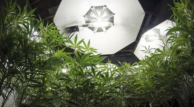 La Cantidad Óptima De Luz Para Plantas De Cannabis