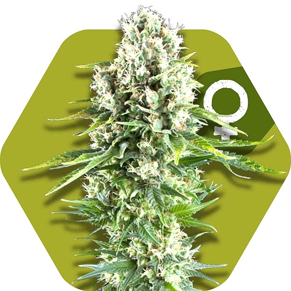 Northern Lights XL Semillas de Cannabis Feminizadas