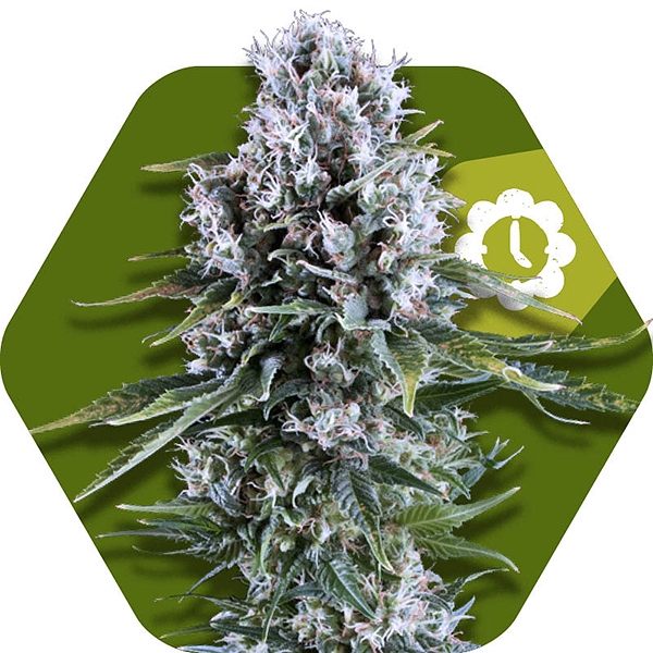 Northern Lights XL Autofloreciente