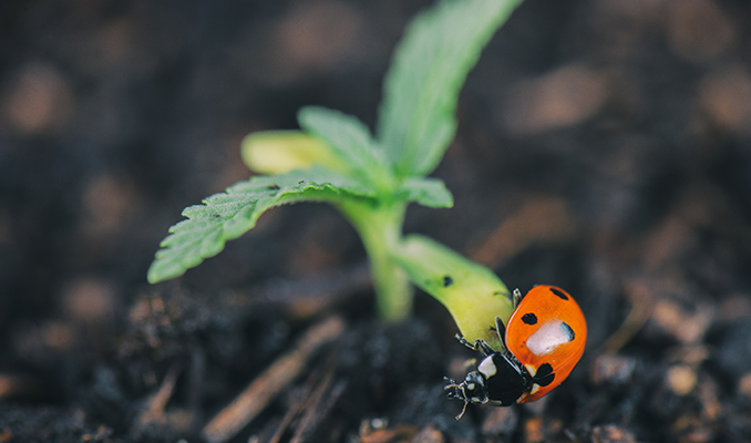 Control ecológico de plagas para plantas de marihuana