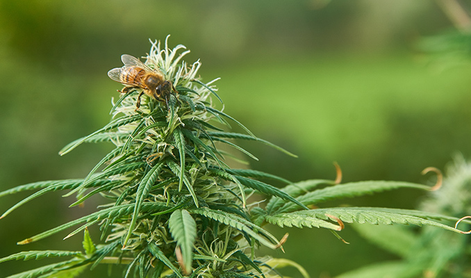 Cultivo exterior de cannabis: ¿Cuánta luz necesitan las plantas?
