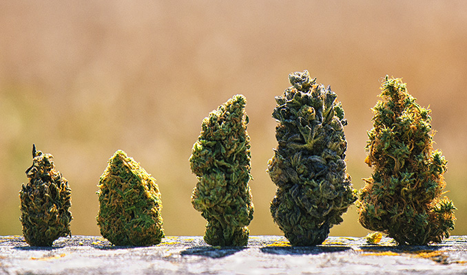 Guía para mezclar diferentes variedades de cannabis