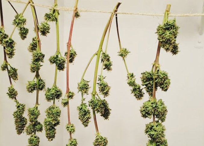 Guía de secado y curado de flores de marihuana