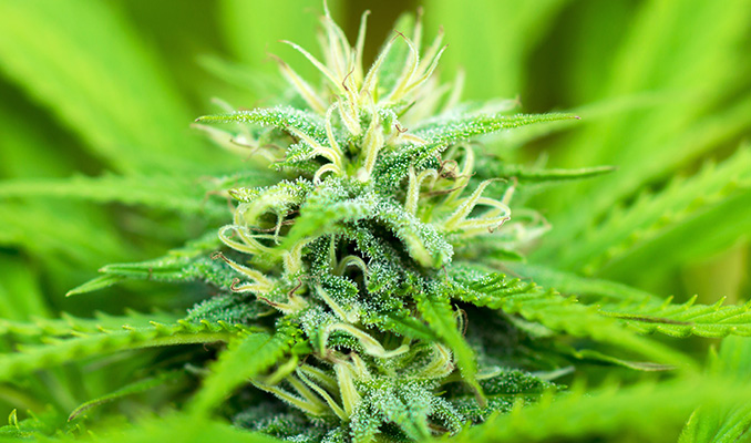Fase de floración del cannabis