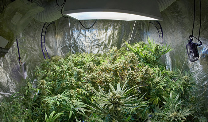 ¿Qué hacer cuando tus plantas de marihuana no florecen?