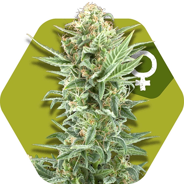 Power Kush Semillas de Cannabis Feminizadas