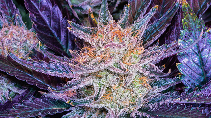 Cánabis púrpura