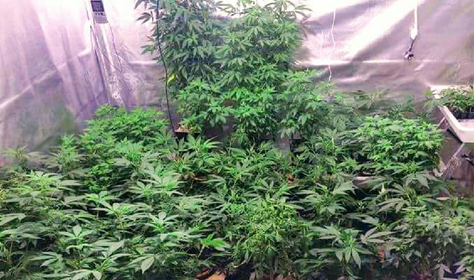 ¿Cuántas plantas de cannabis por metro cuadrado?