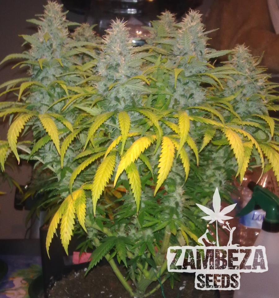 White Widow XL planta de marihuana