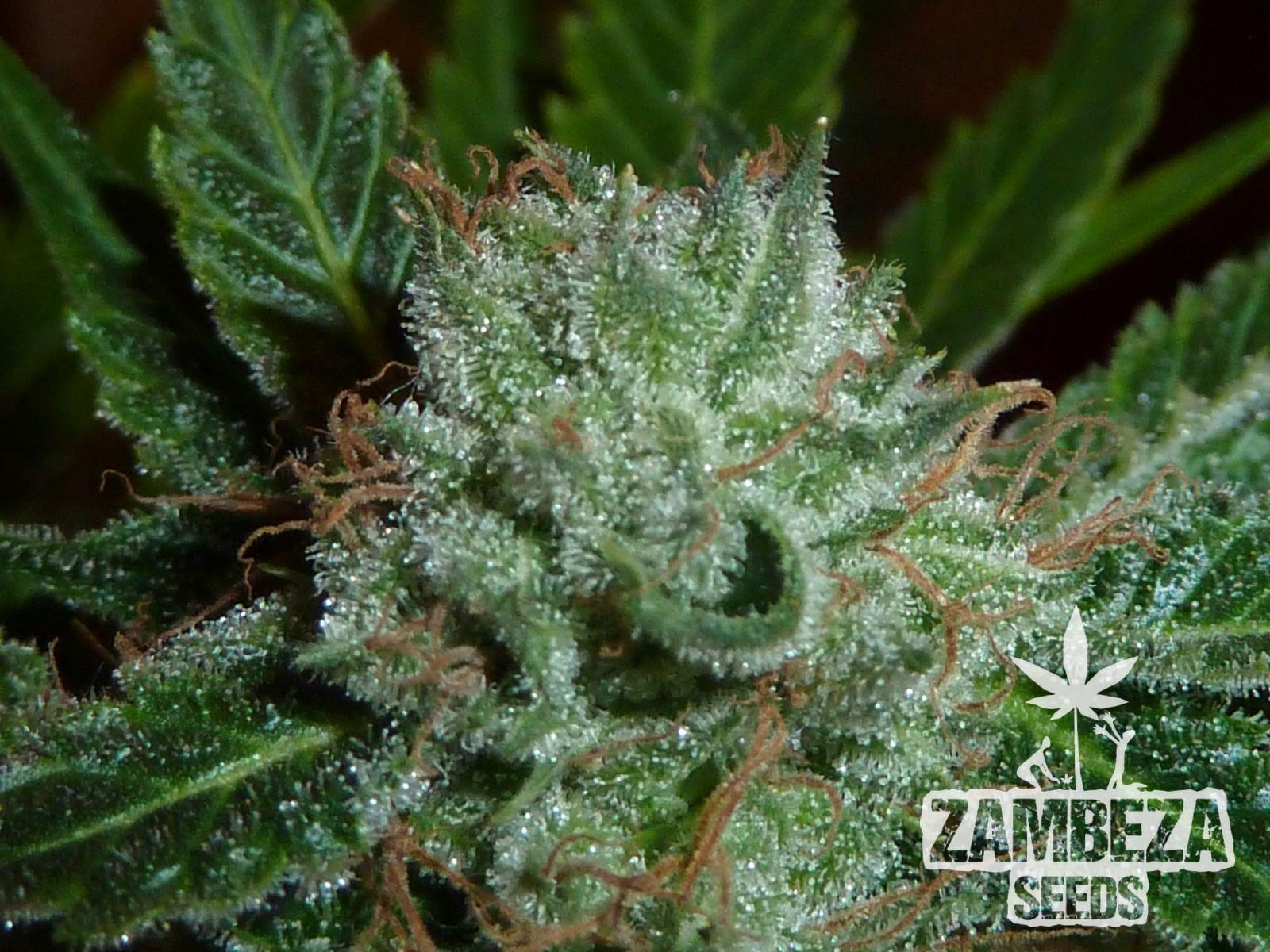 Zambeza Seeds White Widow Semillas de Cannabis